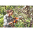 STIHL GTA 26 10.8V 1 x 28Wh Li-Ion AS System  Cordless 10cm Powered Pruner - Image 5